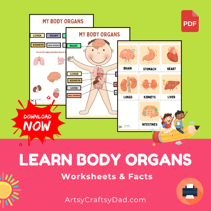 Learn Body Organs with Worksheet and Facts