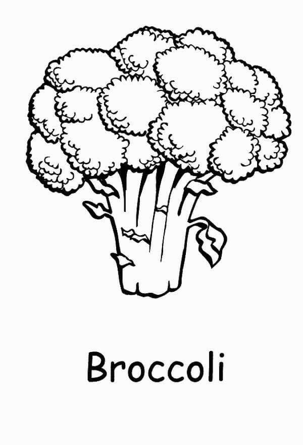 Broccoli Vegetable Beneficial For Body To Provide Fiber, Potassium, Calcium, and Protein - Colouring Pages for Kids with Vegetables 