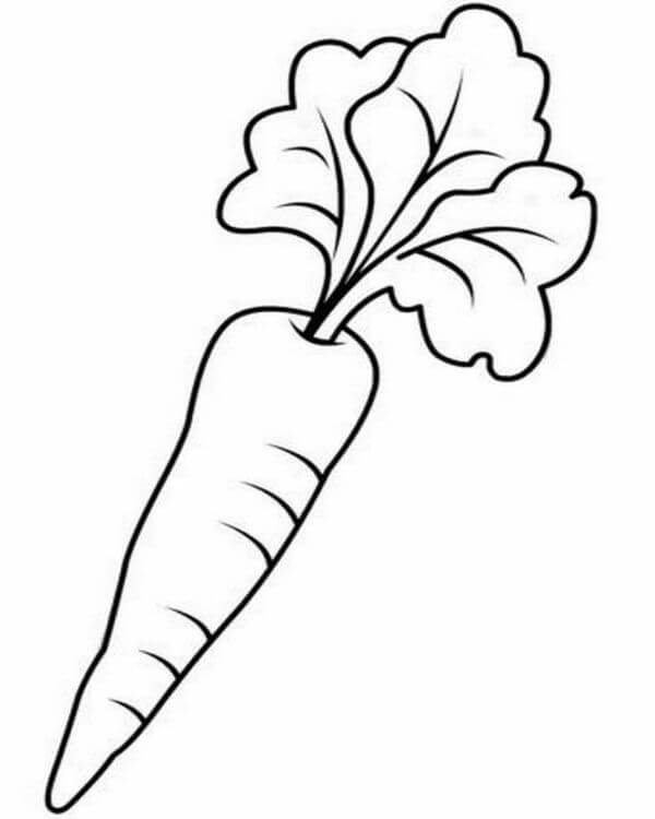 Carrot Vegetable Contain With Immense Fiber & Vitamin K & Vitamin A - Vegetable Drawings for Kids to Paint 