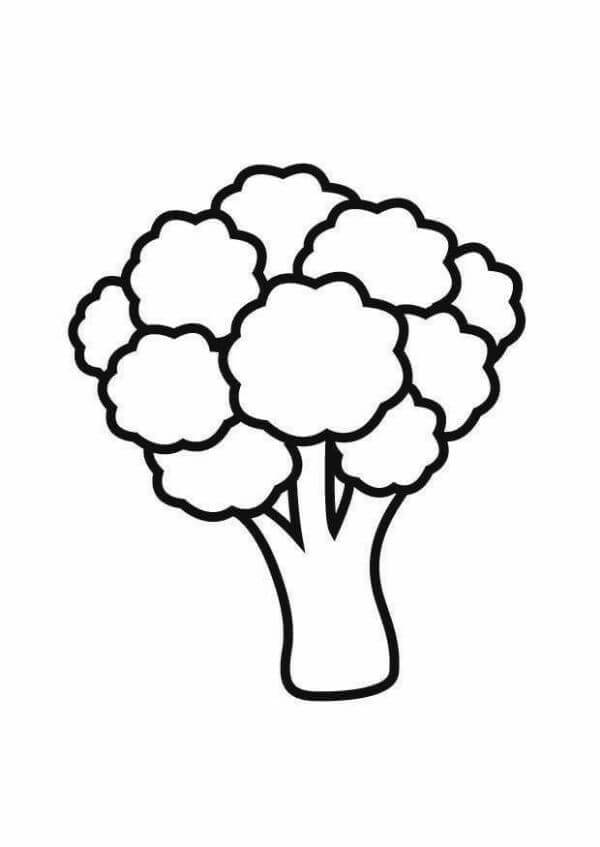 Cauliflower Vegetable Provide Rich Sulforaphane & Actively Support the Immune System - Vegetable Images for Kids to Color 