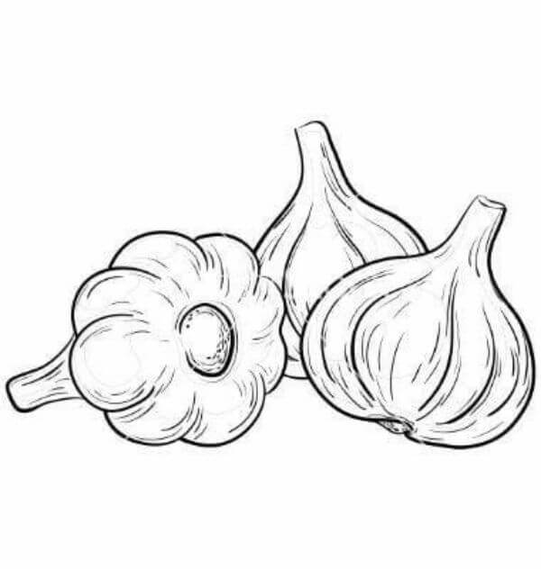 Garlic Vegetable Help In Battling With Common Colds & Other Minor Sicknesses - Colouring Sheets for Kids Featuring Vegetables 