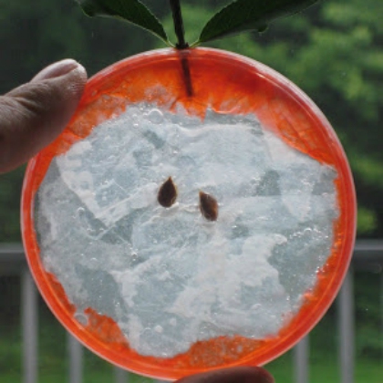 Recycled Plastic Lid Apple Craft Project For Harvest Festivals - Apple Arts & Crafts for Harvest Festivals & Fall