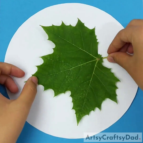 Pasting Leaf On Construction Paper- Tutorial on Creating Ladybugs on Leaves