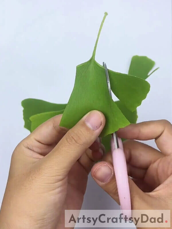 Cutting Another Side Of Ginkgo Leaf- Showing Kids How To Create An Appealing Outfit From Leaves