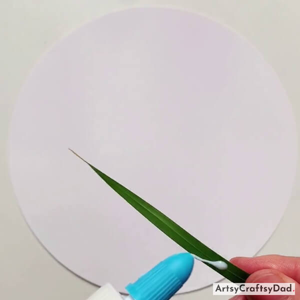 Applying Glue On Rice Leaf