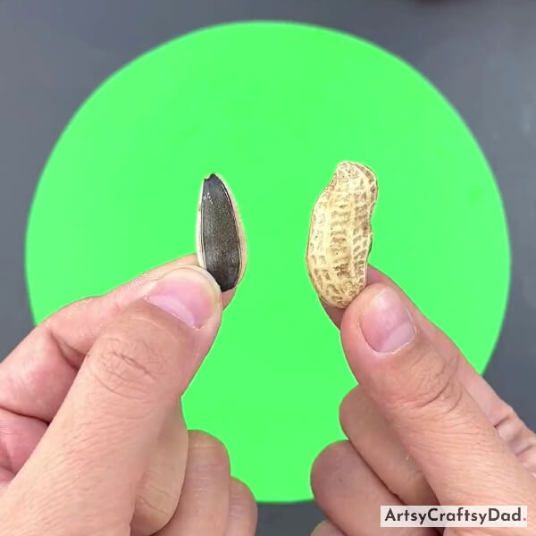 Taking A Sunflower Seed & Peanut Shell