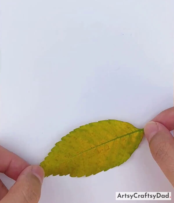 Pasting Leaf on White Paper