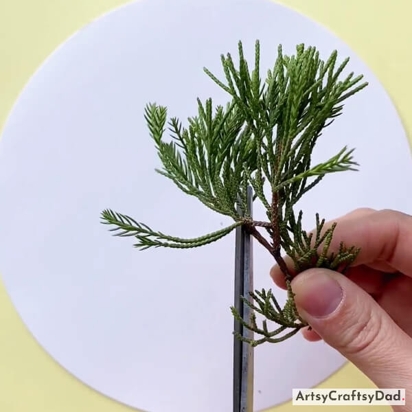 Taking Chinese Juniper Plant Branches