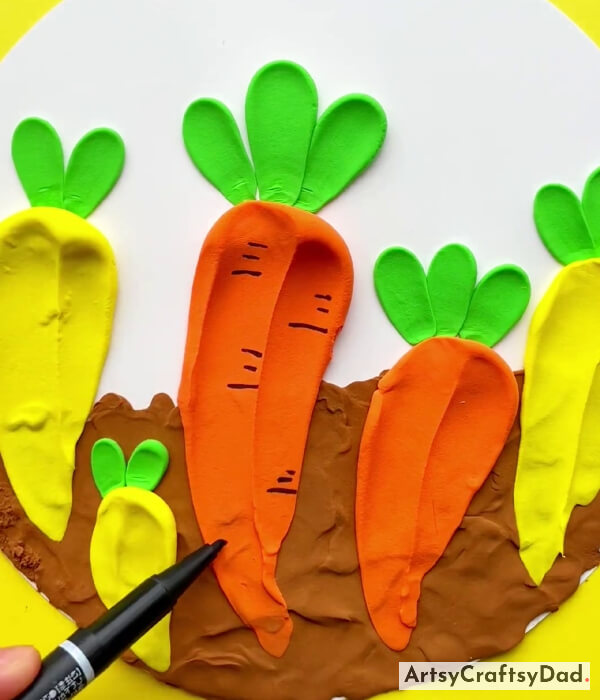 Draw Lateral Root Scars On The Carrot